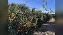 Chuva afeta qualidade da laranja em SP, e caixa cai a R$ 27,29 na indústria, diz Cepea