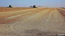 Safra de trigo cai 37%, e Brasil pode importar 9,75 milhões de t, prevê Safras