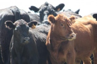 FOTO: Associação Brasileira de Angus 