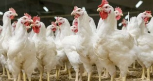 Com promessa de ajuste de protocolos, Japão deve retomar importação de frango brasileiro