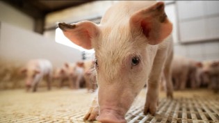 Vendas externas de carne suína estabelecem média mensal recorde
