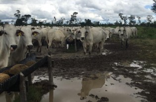 Chuvas podem contribuir com alta do boi gordo, avaliam consultores