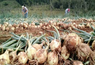 (CRÉDITO: REPRODUÇÃO / SECRETARIA DE AGRICULTURA DE SC)