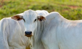 Vacinação contra febre aftosa será suspensa em mais sete estados