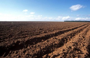 RS divulga calendário de vazio sanitário e semeadura da soja