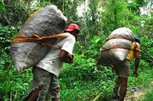 (REPRODUÇÃO / WWF)