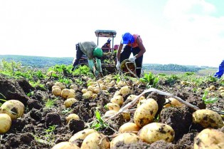 (REPRODUÇÃO / HFBRASIL)