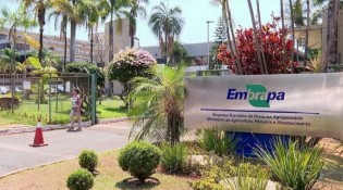(DIVULGAÇÃO / EMBRAPA)