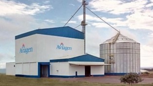 (REPRODUÇÃO / AVIAGEN)