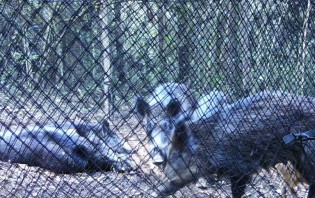 Floresta Nacional inicia projeto de manejo de Javalis