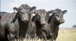 Cruzamento de vacas leiteiras com Angus impulsiona carne premium no Brasil