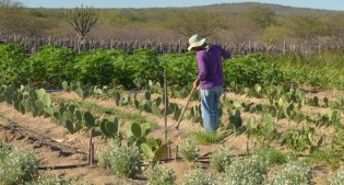 Projeto exige distância mínima entre moradia de trabalhador rural e depósito de defensivos