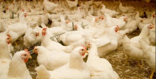 França eleva nível de risco com aumento de casos gripe aviária na Europa