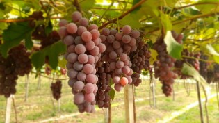 Levantamento da Emater/RS indica safra de uva acima do “normal” na Serra Gaúcha