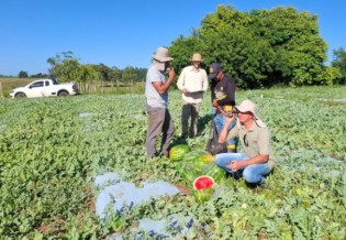 Uso de bioinsumos gera resultados positivos em lavoura de melancia
