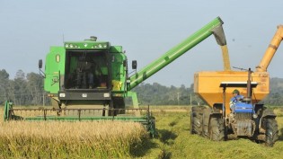 Colheita do arroz no RS atinge 71,31% da área semeada