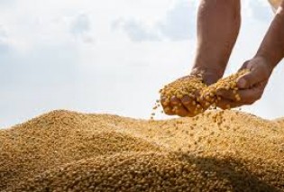 Exportações de Soja dos EUA Podem Cair 20% sem Acordo com a China