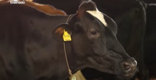 Produtores rurais questionam apreensões de gado em terras embargadas pelo Ibama