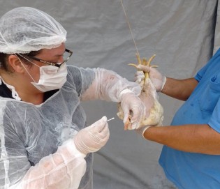 Santa Catarina descarta suspeita de gripe aviária em granja comercial