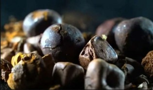 Furto milionário: pedra de fel bovino avaliada em R$ 1 milhão é levada de frigorífico em Ji-Paraná (RO)