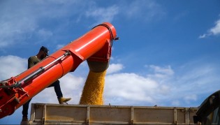 Safra 2024/25 de milho em MT é revisada para cima e deve bater novo recorde