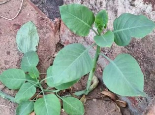 Mulher confunde planta venenosa com couve e morre em MG