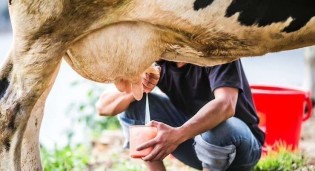 Produtores Sul se juntam para frear a importação desleal de leite