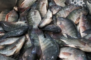 Estados reforçam proteção à piscicultura nacional contra tilápia importada do Vietnã