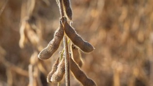 Abiove prevê mais soja processada no Brasil em 2027; biodiesel pesa na conta