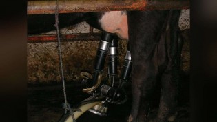 Santa Catarina tira 76% mais leite por vaca que a média do país; veja o que explica