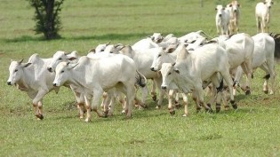 Boi gordo fecha a semana em alta; Cepea marca R$ 381,40 por arroba em SP