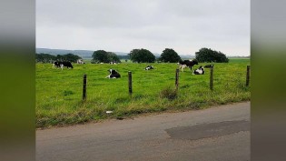 Água tratada reduziu em até 72% as células somáticas do leite, aponta estudo nos EUA
