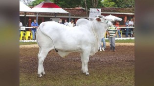 Família que ajudou a formar o Tabapuã vende 150 touros por ano; veja como seleciona