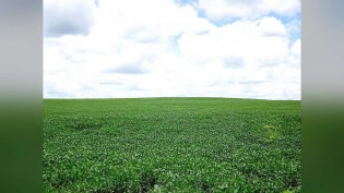 Nova lei do seguro rural: quem recebe primeiro a indenização quando há dívida no banco