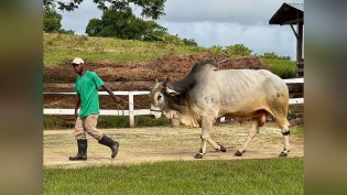 China suspende compra de carne da MBRF em Promissão (SP); empresa leva produção a MT