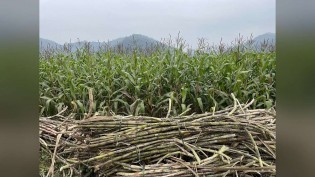 Datagro prevê déficit global de 3,92 milhões de toneladas de açúcar em 2026/27