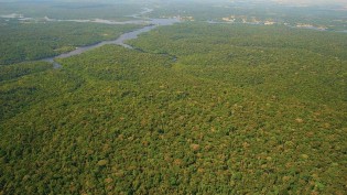 Países Baixos anunciam US$ 500 milhões para o fundo de florestas criado pelo Brasil