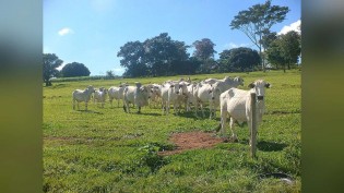 Arroba do boi sobe até R$ 15 no Pará e negócios chegam a R$ 390 em SP e no PR