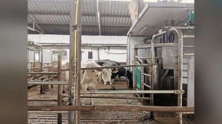 Ordenha robotizada pode elevar em 13% o retorno de fazendas de leite, aponta USDA