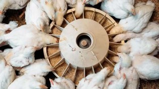 Frango puxa a produção de ração, e Sindirações prevê queda na demanda; veja o motivo