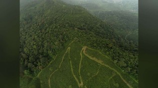 Fragmentos de vegetação nativa encolhem 43% desde 1986; cinco estados têm 49% deles