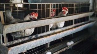 Frango cai 2,82% em SP, e Cepea diz que a Newcastle ainda não pesa no mercado
