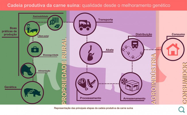 A cadeia completa da criação de suínos (CRÉDITO: REPRODUÇÃO/INTERNET)