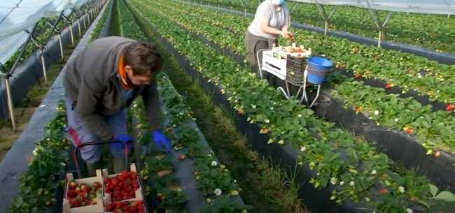 Huelva produz 98% dos frutos vermelhos de Espanha e 30% do que é consumido na UE (CRÉDITO: REPRODUÇÃO)