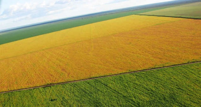(CRÉDITO: REPRODUÇÃO/BRASILAGRO)