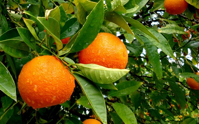 (DIVULGAÇÃO / FAZENDA SAP)