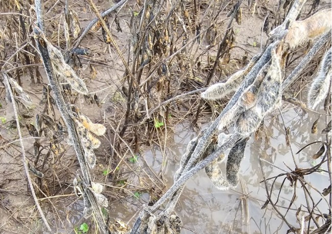 PLANTAÇÃO DE SOJA ALAGADA EM SÃO GABRIEL - FOTO DE MARIA DE LOURDES MALDANER