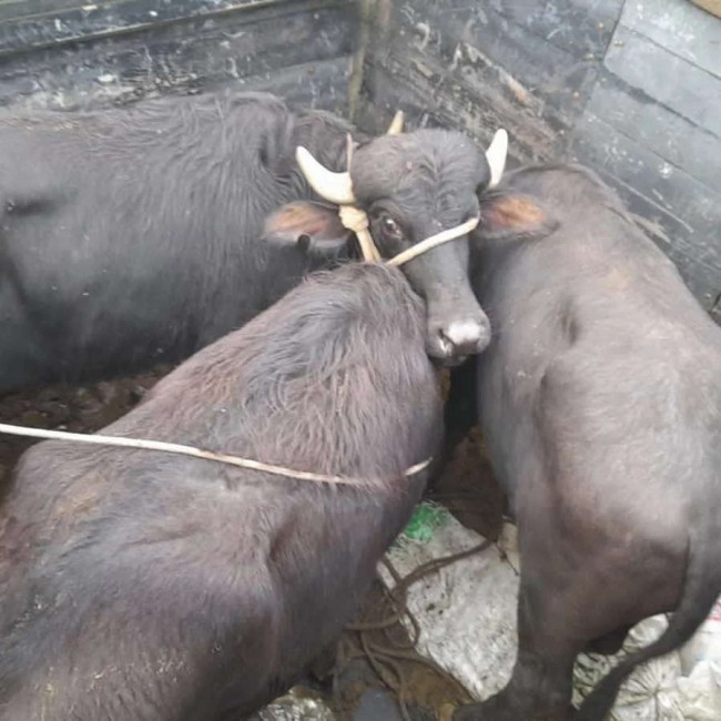 Associação de criadores auxilia no resgate de búfalos arrastados por enchentes no RS