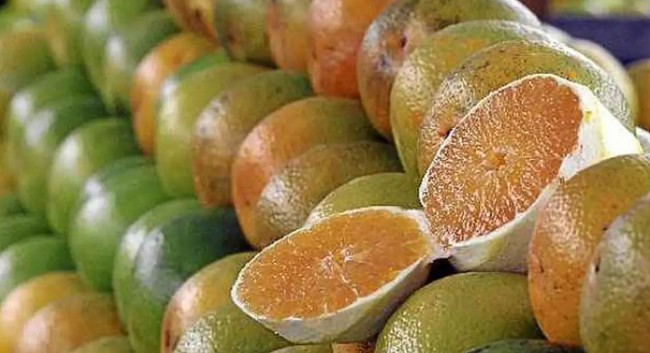 Exportações Brasileiras: Setor Agro é Alvo de Novas Tarifas dos EUA, Apesar de Isenções a Itens Estratégicos
