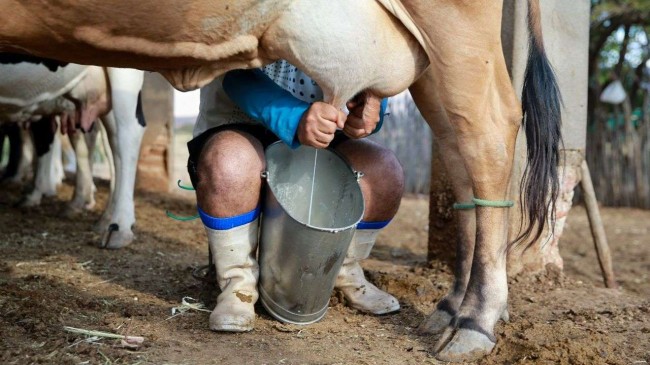 Importação desleal provoca crise histórica e pode arruinar o setor leiteiro